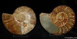 Brilliant Agatized Sliced and Polished Ammonite (Pair) #384-1